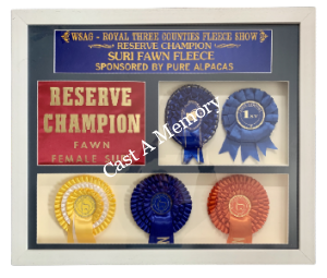alpaca animal 5 rosettes framed