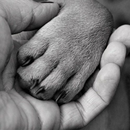 hand-andpaw